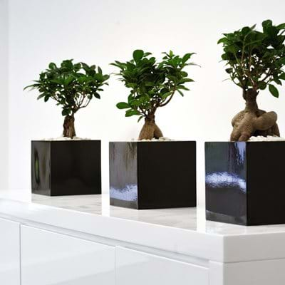 Artificial Plants 